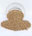 Coriander Seeds