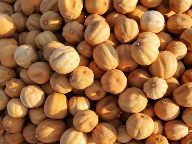Dried Yellow Lemon — Bulk Dried Citrus Supplier