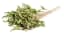 Lemon Balm (Melissa)