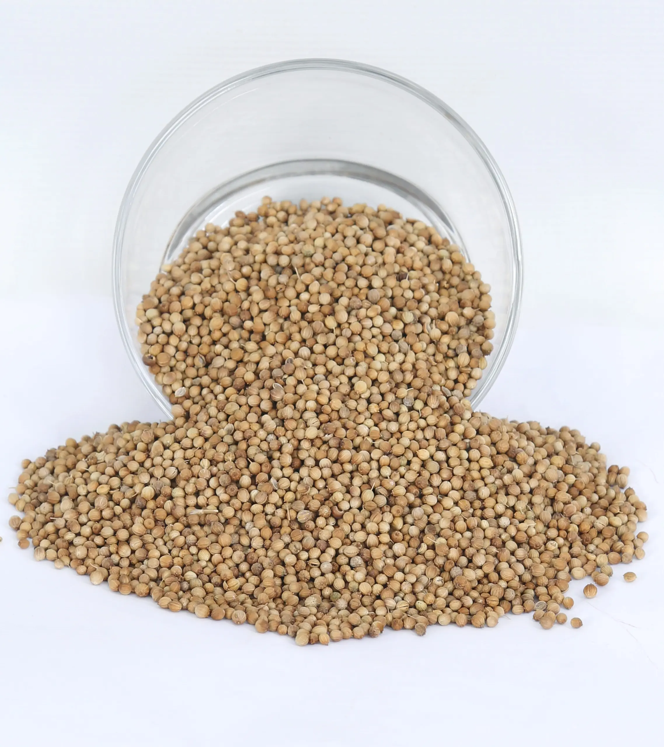 Coriander Seeds for Spice Distribution & Wholesale