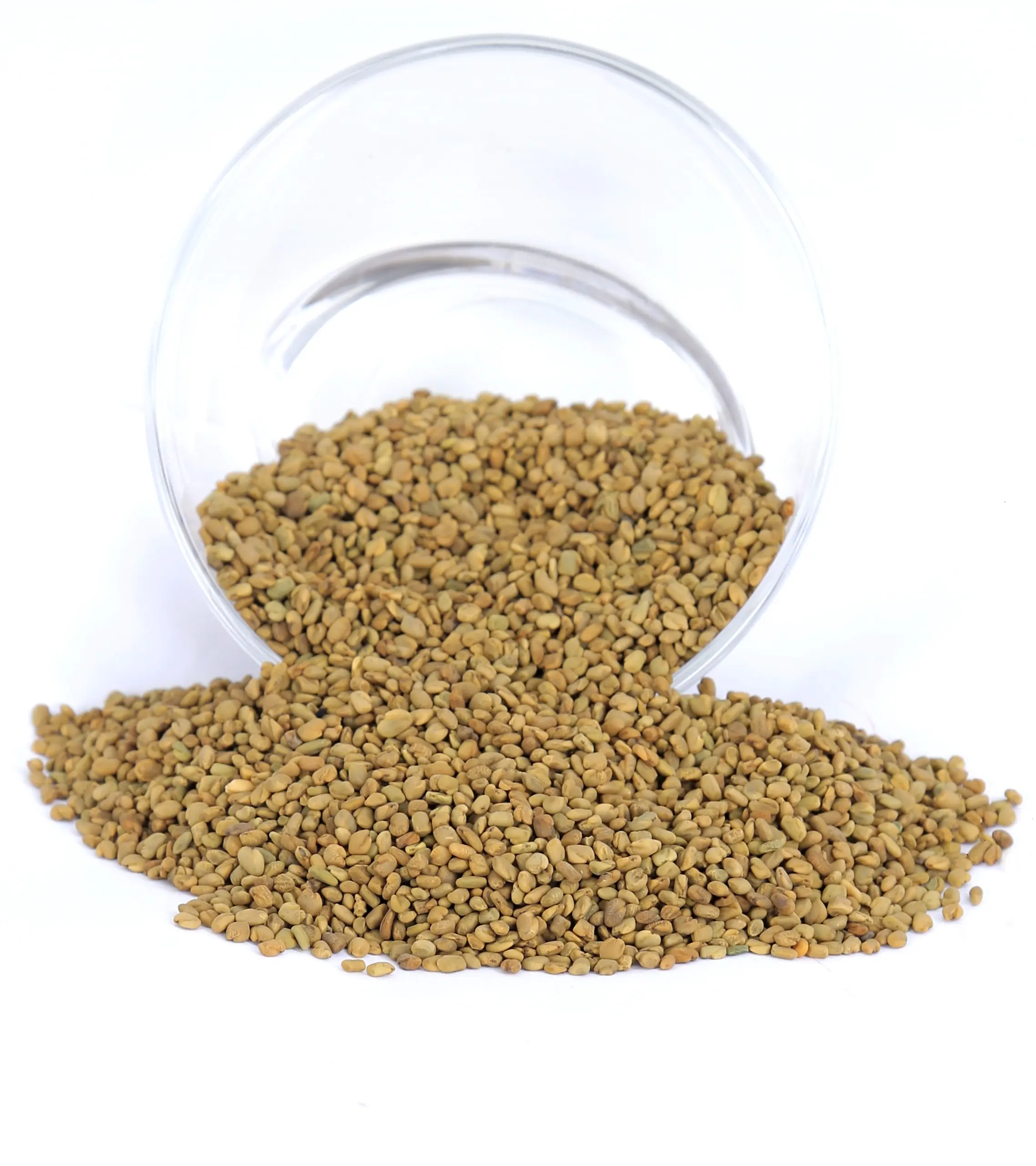 Fenugreek for Spice Distribution & Wholesale