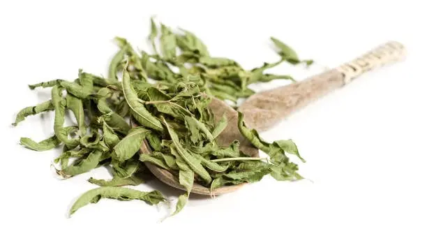 Lemon Balm for Essential Oil Production