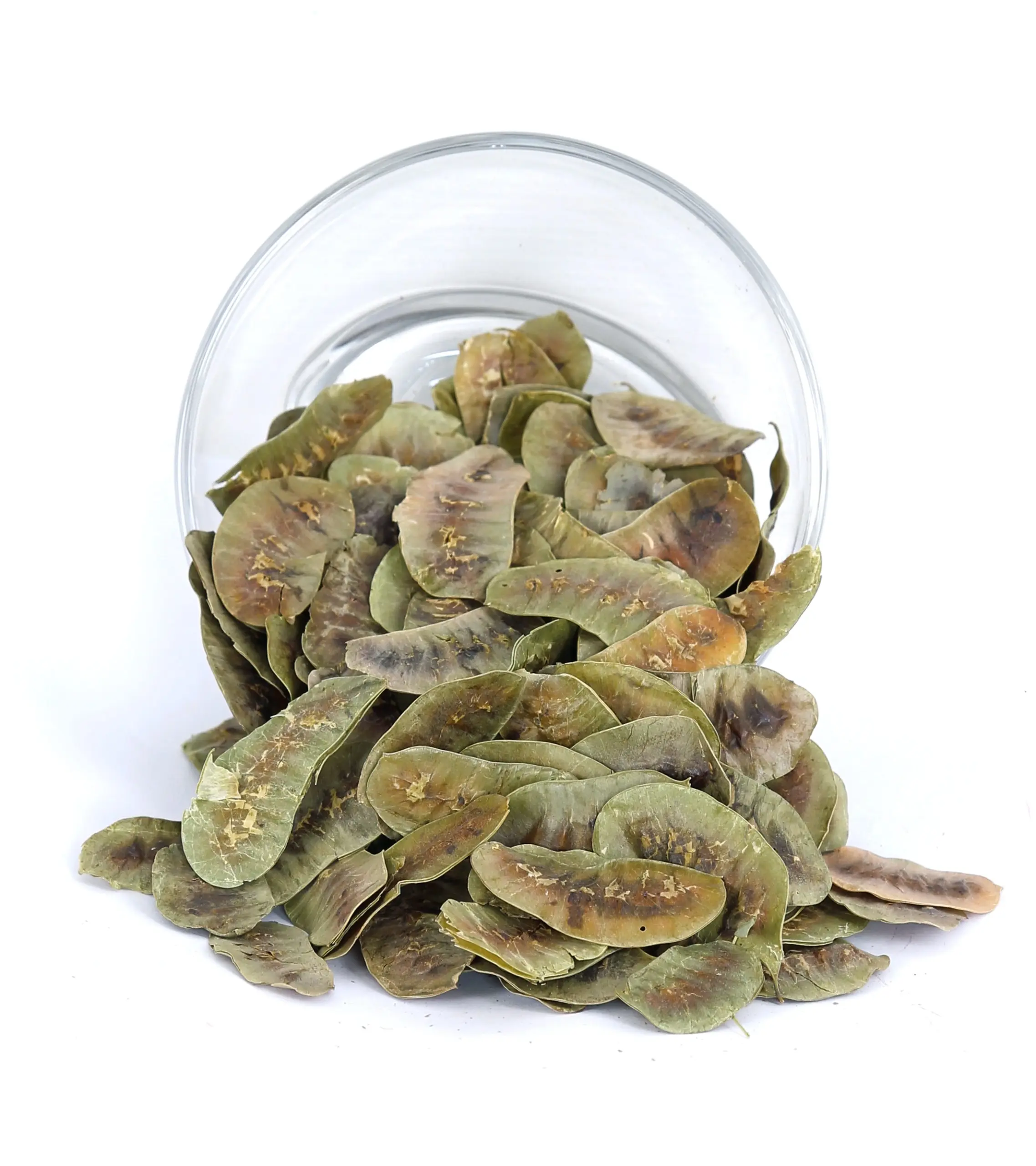 Senna for Pharmaceutical & Nutraceutical